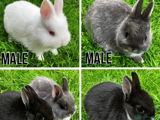 Netherland Dwarf rabbits - Advert 3