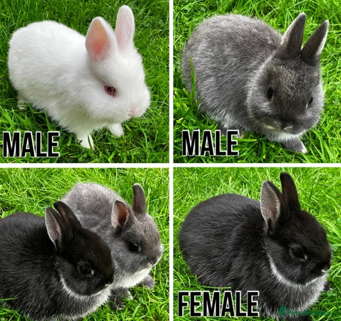 Netherland Dwarf rabbits - Advert 4