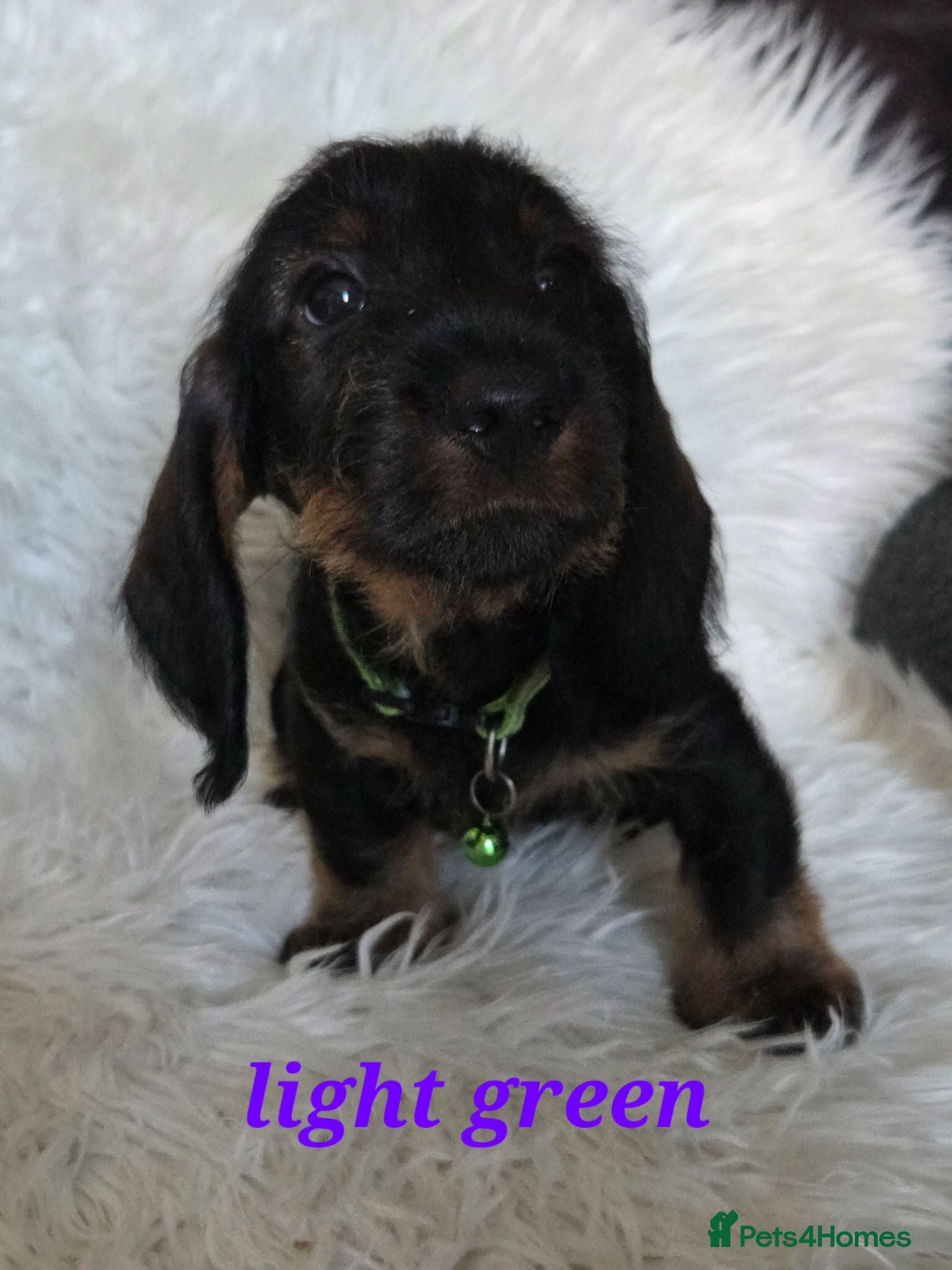 Dachshund dogs Standard kc registered wire haired dachshund's - Advert 6