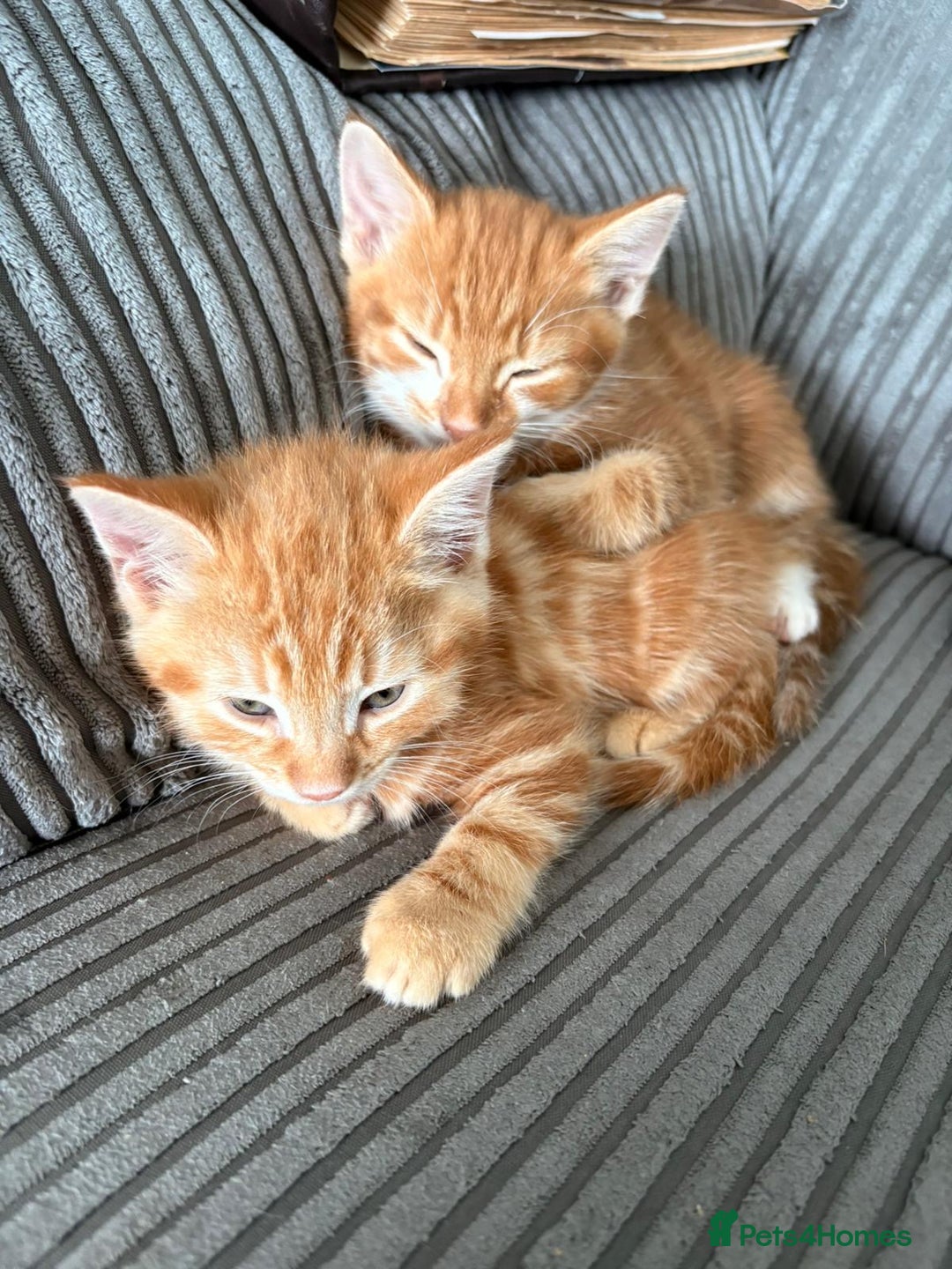 Mixed Breed cats for sale: Kittens  - Image 3