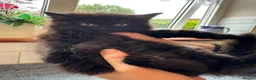 British Shorthair cats for sale: 5 beautiful kittens ready for new loving homes - Advert 7