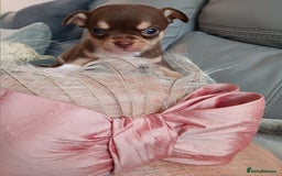 Chihuahua dogs for sale: Chihuhua pups - Image 9