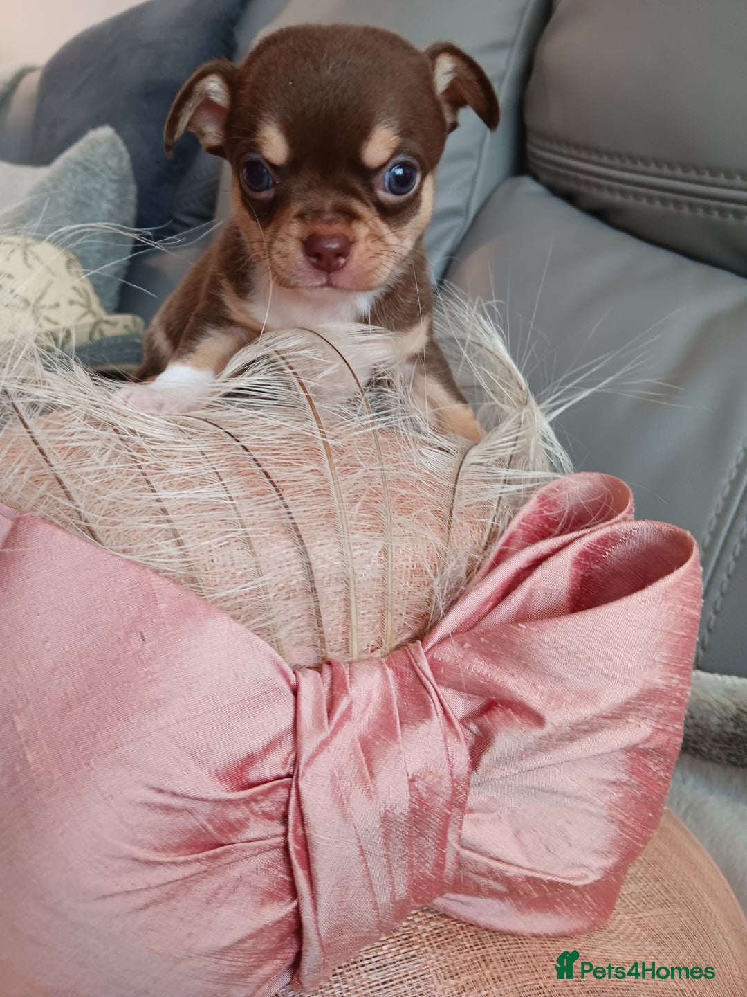 Chihuahua dogs for sale: Chihuhua pups - Image 9