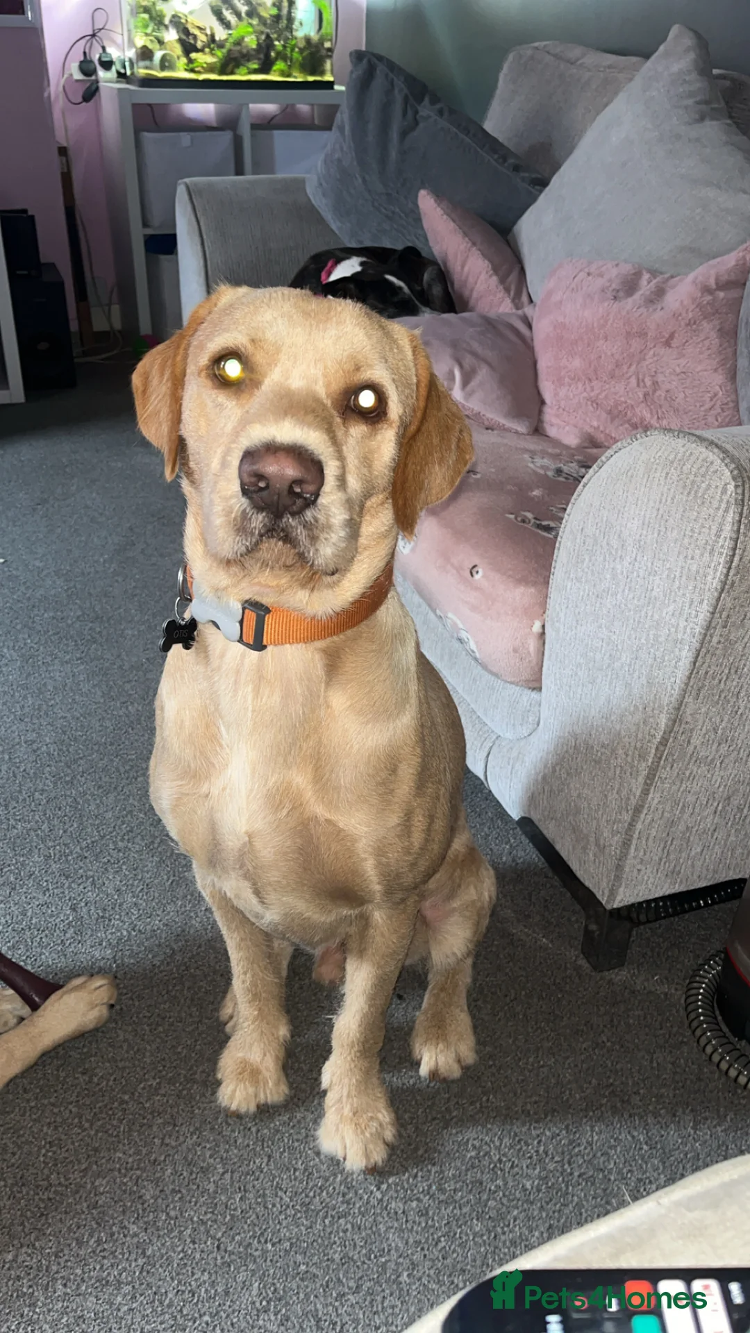 Mixed Breed dogs for sale: Male pointerdor for rehoming  - Advert 4