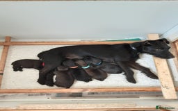 Patterdale Terrier dogs for sale: READY NOW Stunning litter of Patterdale Terriers  - Image 19