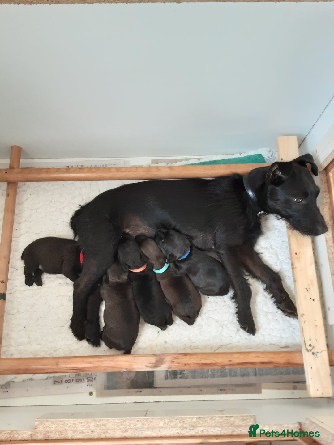 Patterdale Terrier dogs for sale: READY NOW Stunning litter of Patterdale Terriers  - Image 19