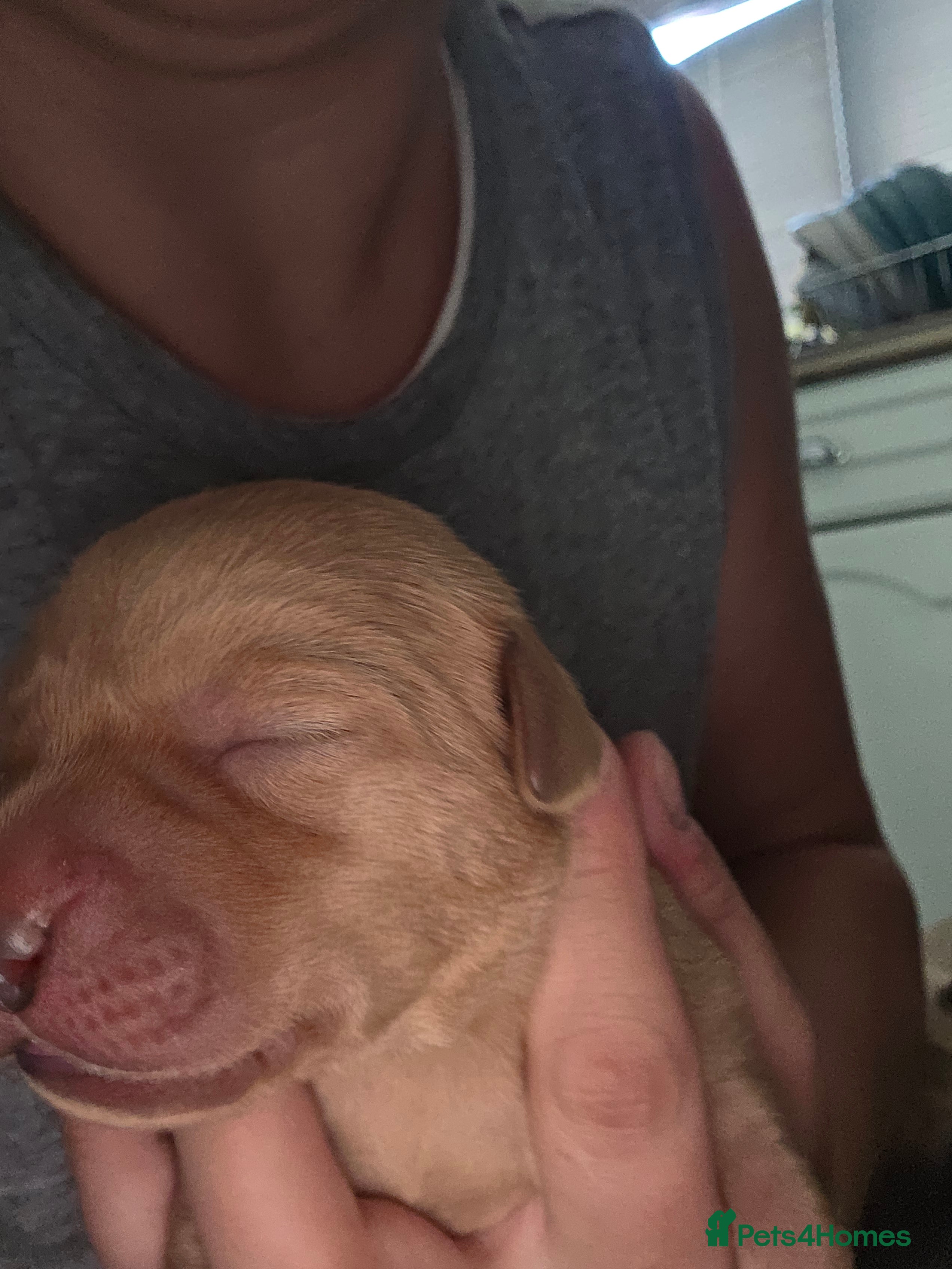 Labrador Retriever dogs for sale: 7 perfect plump little Red Labrador puppies - Advert 19