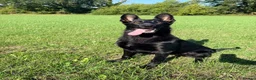 German Shepherd dogs for sale: Blaze  - Advert 1