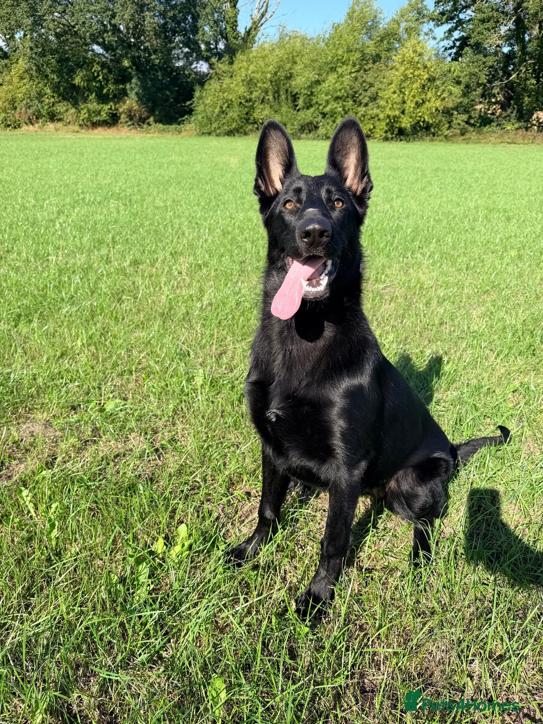 German Shepherd dogs for sale: Blaze  - Advert 1