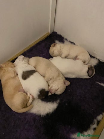 Mixed Breed dogs - Advert 1
