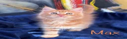 Maine Coon cats for sale: Beautiful Maine Coon Kittens-Ready Soon - Advert 25
