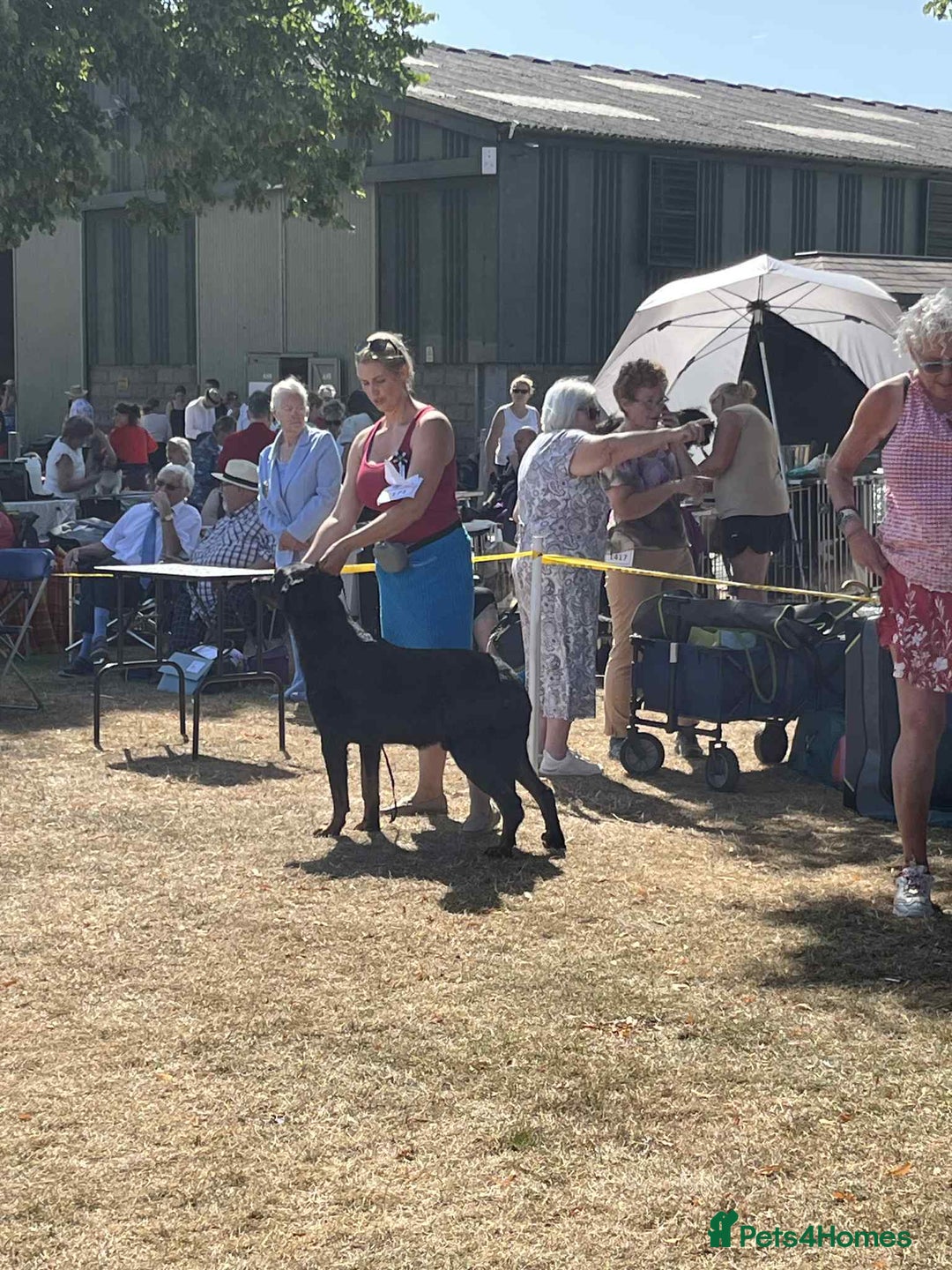 Beauceron dogs for sale: Health tested KC registered beauceron - Advert 17