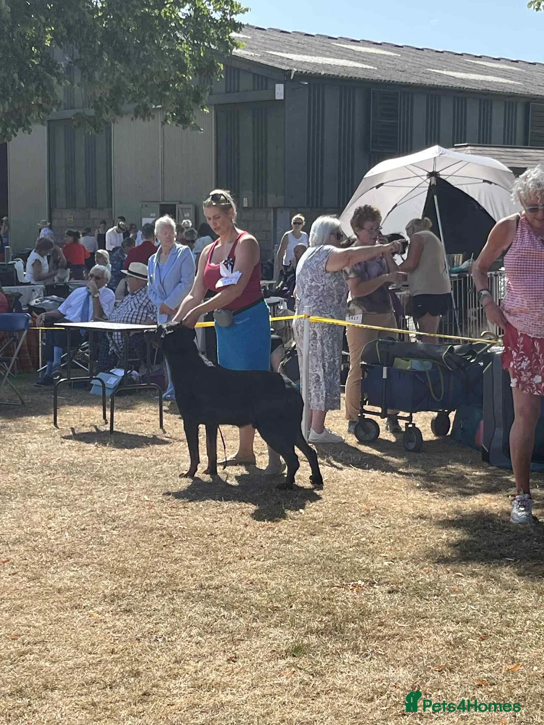 Beauceron dogs for sale: Health tested KC registered beauceron - Advert 17