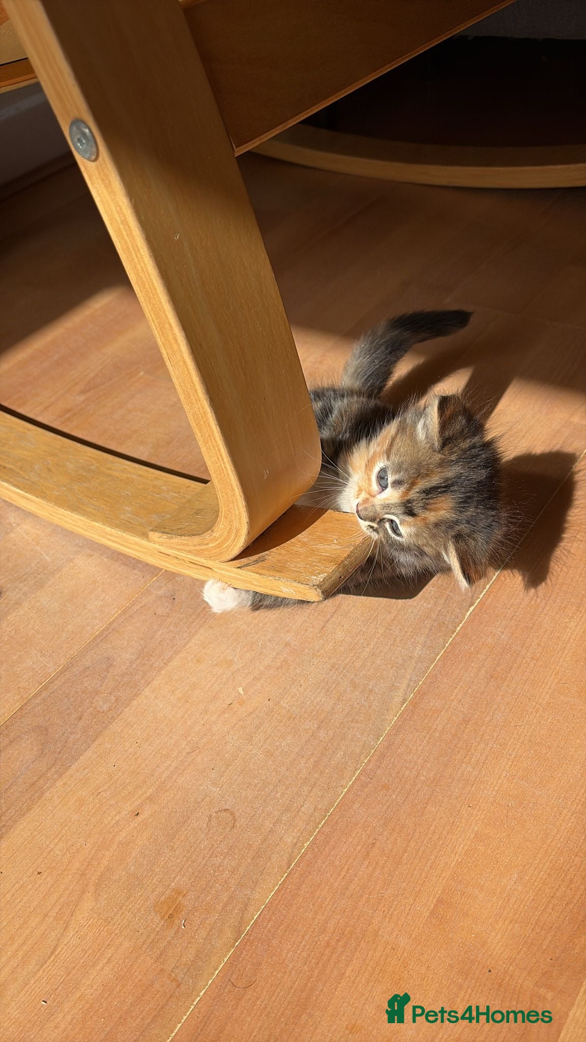 British Longhair cats for sale: 🐾 Stunning British Longhair Kittens for Sale 🐾 in Wembley - Advert 7