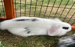 Mini Lop rabbits for sale: Beautiful Mini Lop Babies - Image 13