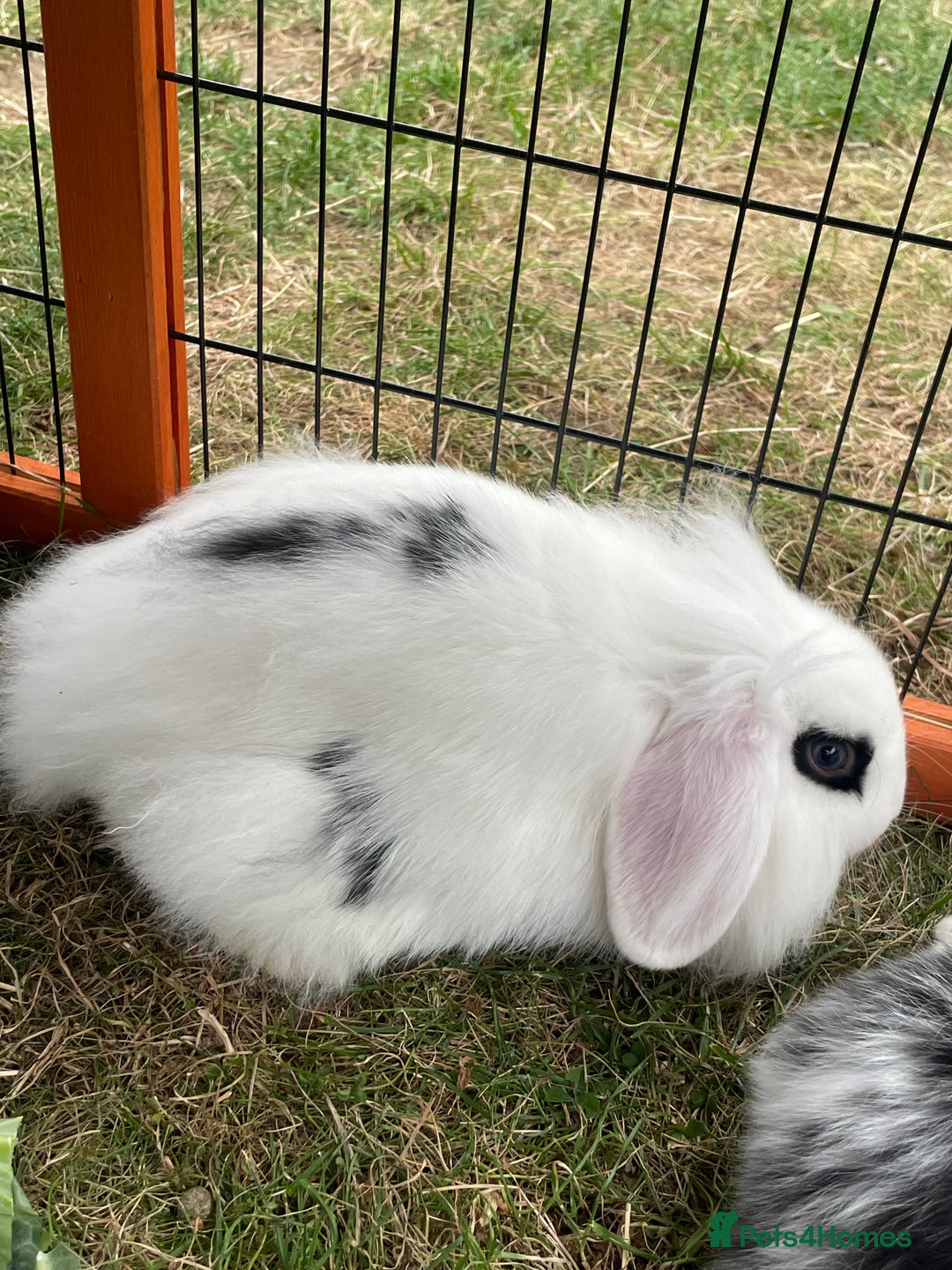 Mini Lop rabbits for sale: Beautiful Mini Lop Babies - Image 13
