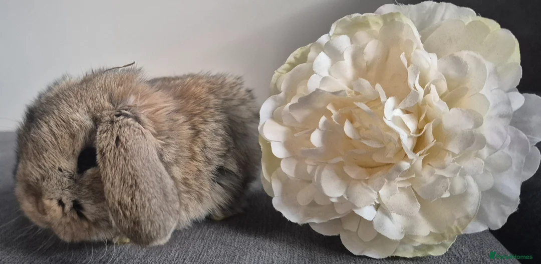 French Lop rabbits for sale: French Lop - Advert 2