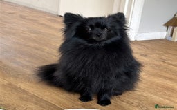 Pomeranian dogs for sale: Black Pomeranian Girl  - Image 1