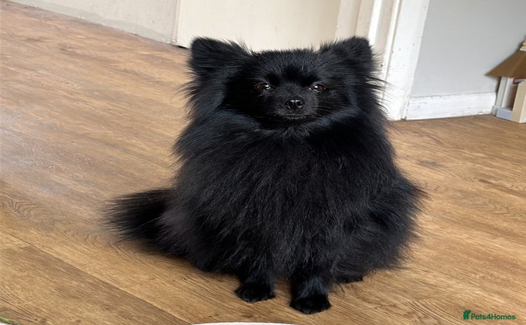 Pomeranian dogs - Advert 2