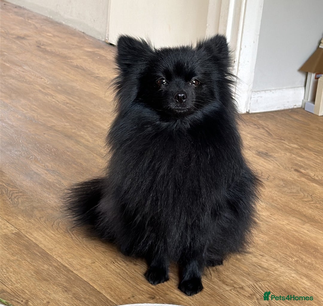 Pomeranian dogs for sale: Black Pomeranian Girl  - Image 1