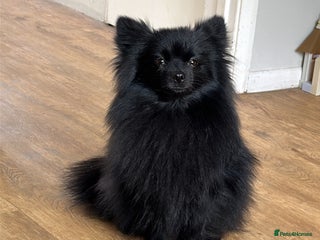 Pomeranian dogs - Advert 24