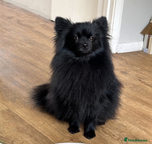 Pomeranian dogs - Advert 3
