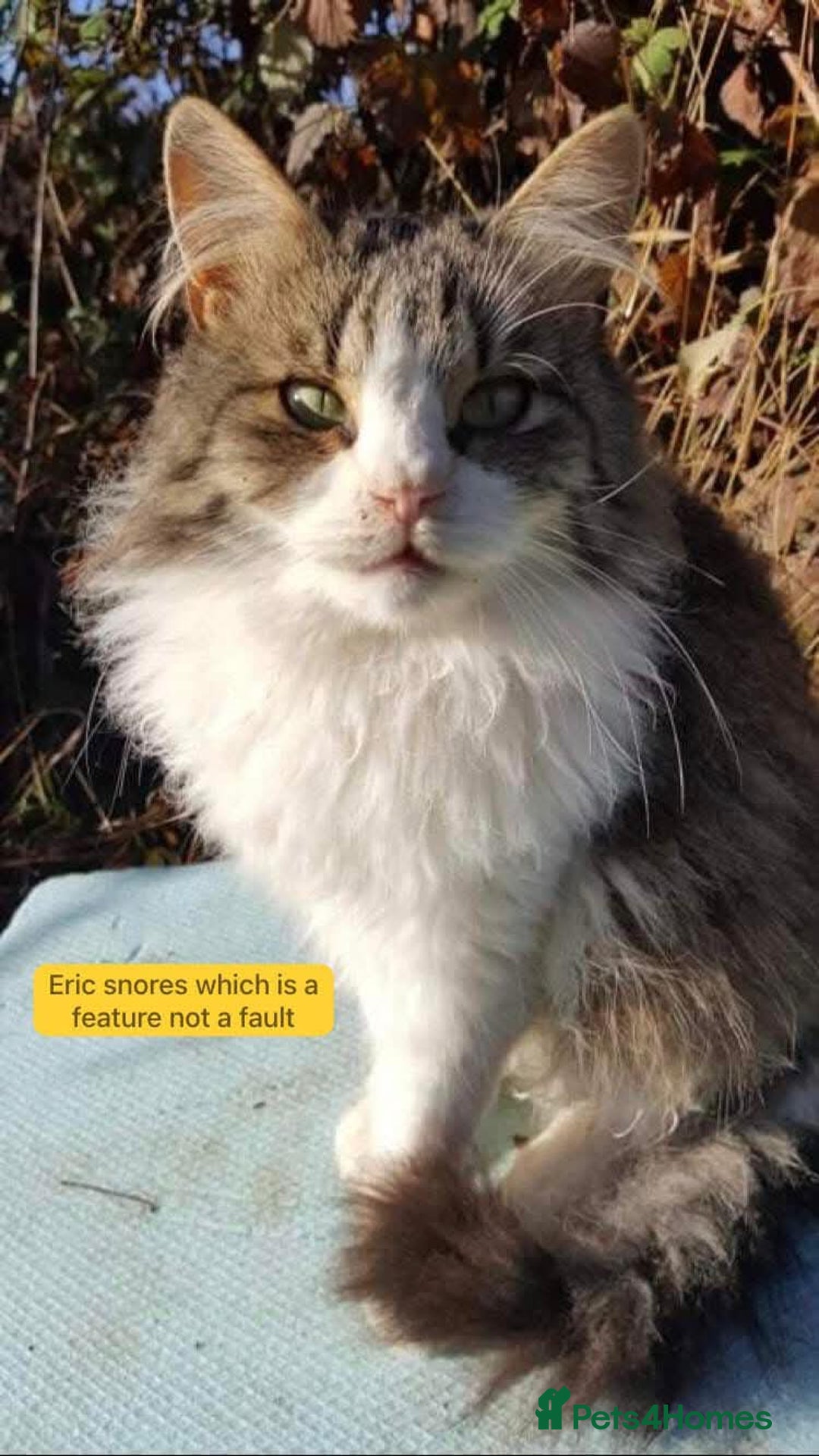 Mixed Breed cats for adoption: Eric, 6 yrs approx. Available for adoption. - Image 6