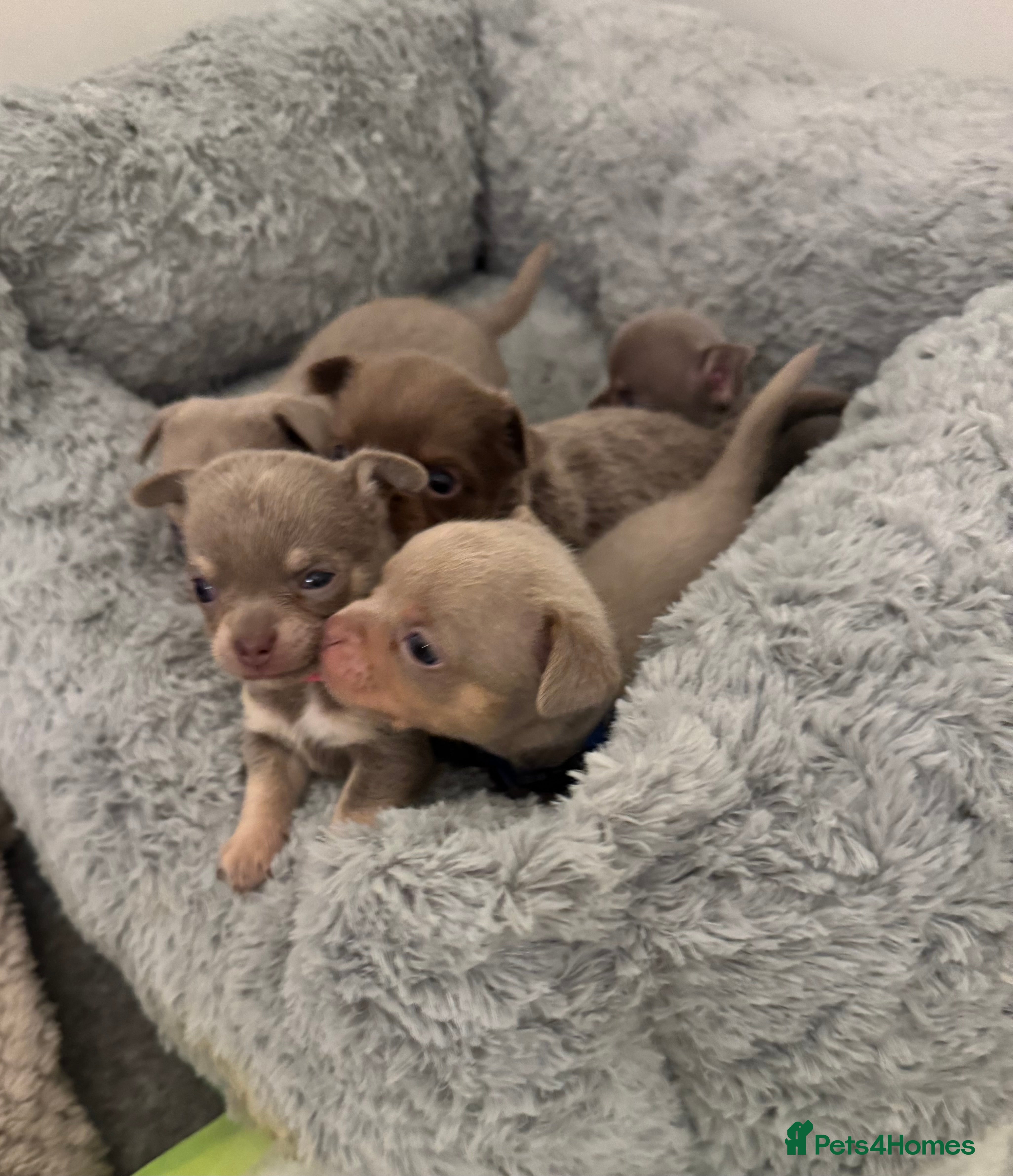 Chihuahua dogs 7 Amazing Beautiful Chihuahua’s  - Advert 2