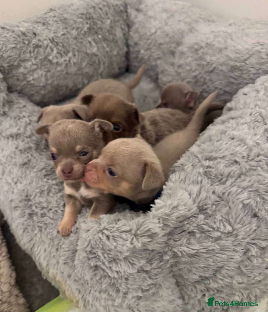 Chihuahua dogs for sale: 7 Amazing Beautiful Chihuahua’s  - Advert 1