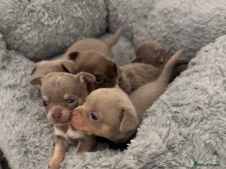 Chihuahua dogs 7 Amazing Beautiful Chihuahua’s - Advert 1