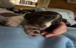 English Springer Spaniel dogs for sale: Sired by Brocklinton Bertie FTCH, docked - Image 4