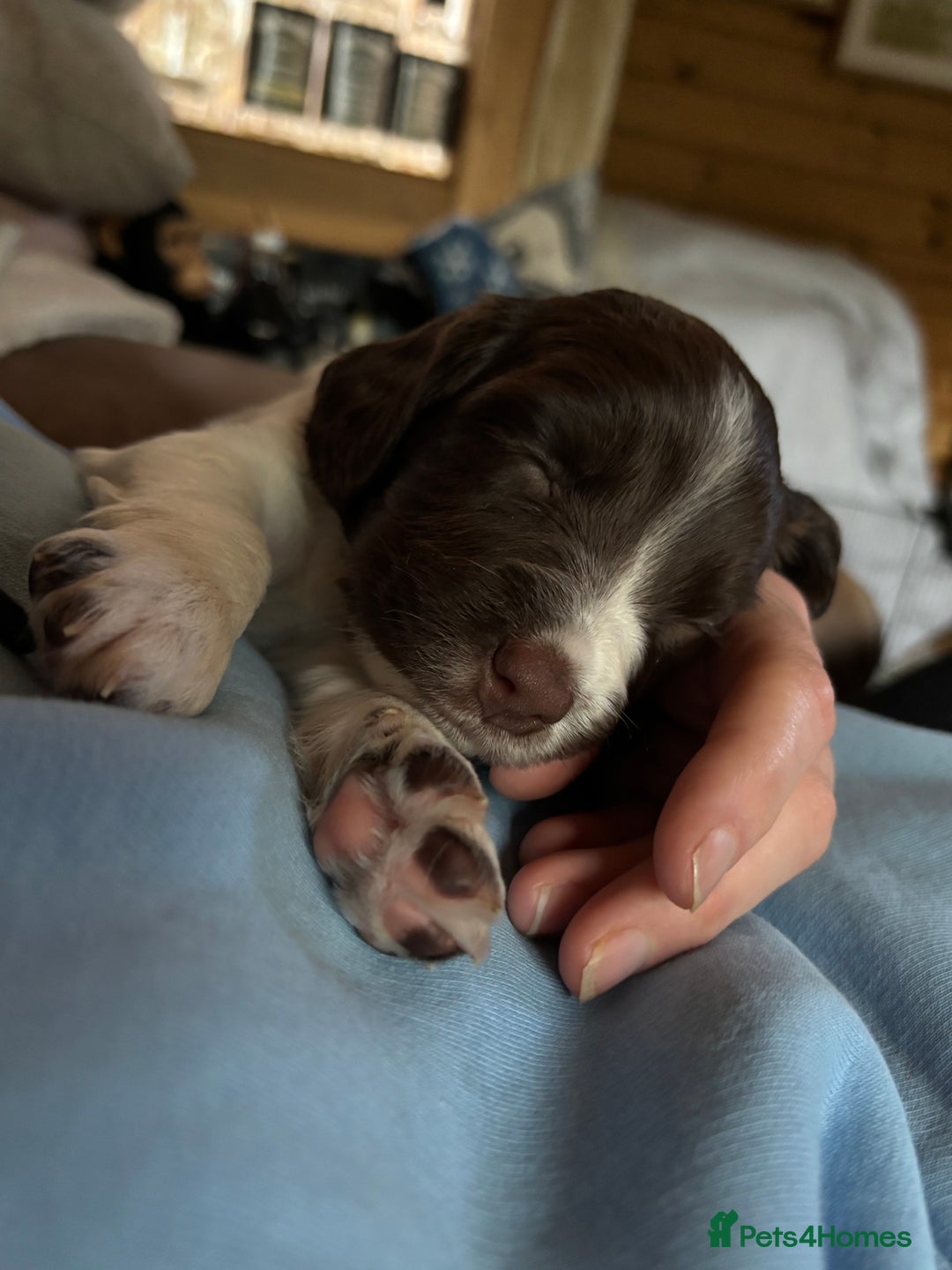 English Springer Spaniel dogs for sale: Sired by Brocklinton Bertie FTCH, docked - Image 4