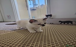 Mixed Breed cats for sale: Adorable Kittens Seeking Loving Homes - Image 1