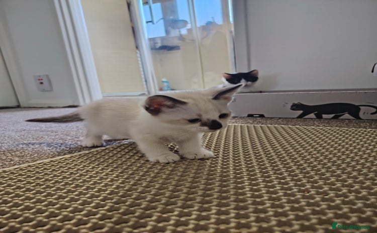 Mixed Breed cats - Advert 16