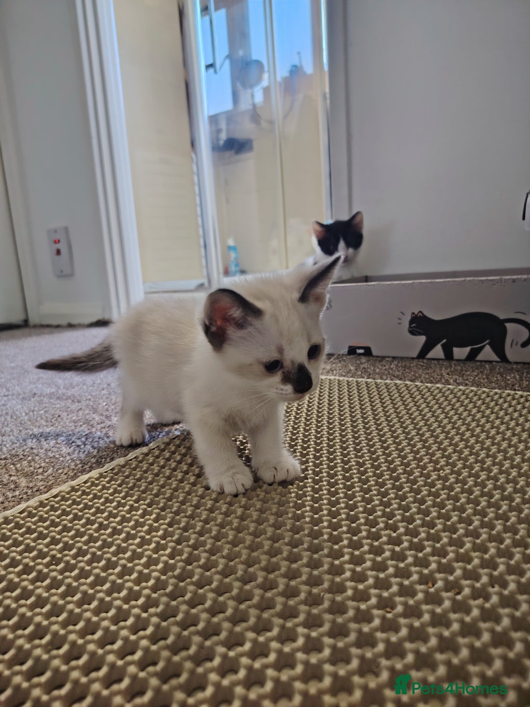 Mixed Breed cats for sale: Adorable Kittens Seeking Loving Homes - Image 1