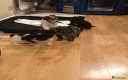 Yorkshire Terrier dogs for sale: Colourful Yorkshire terrier  - Image 4