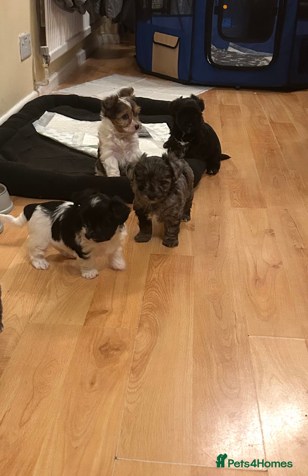 Yorkshire Terrier dogs for sale: Colourful Yorkshire terrier  - Image 4