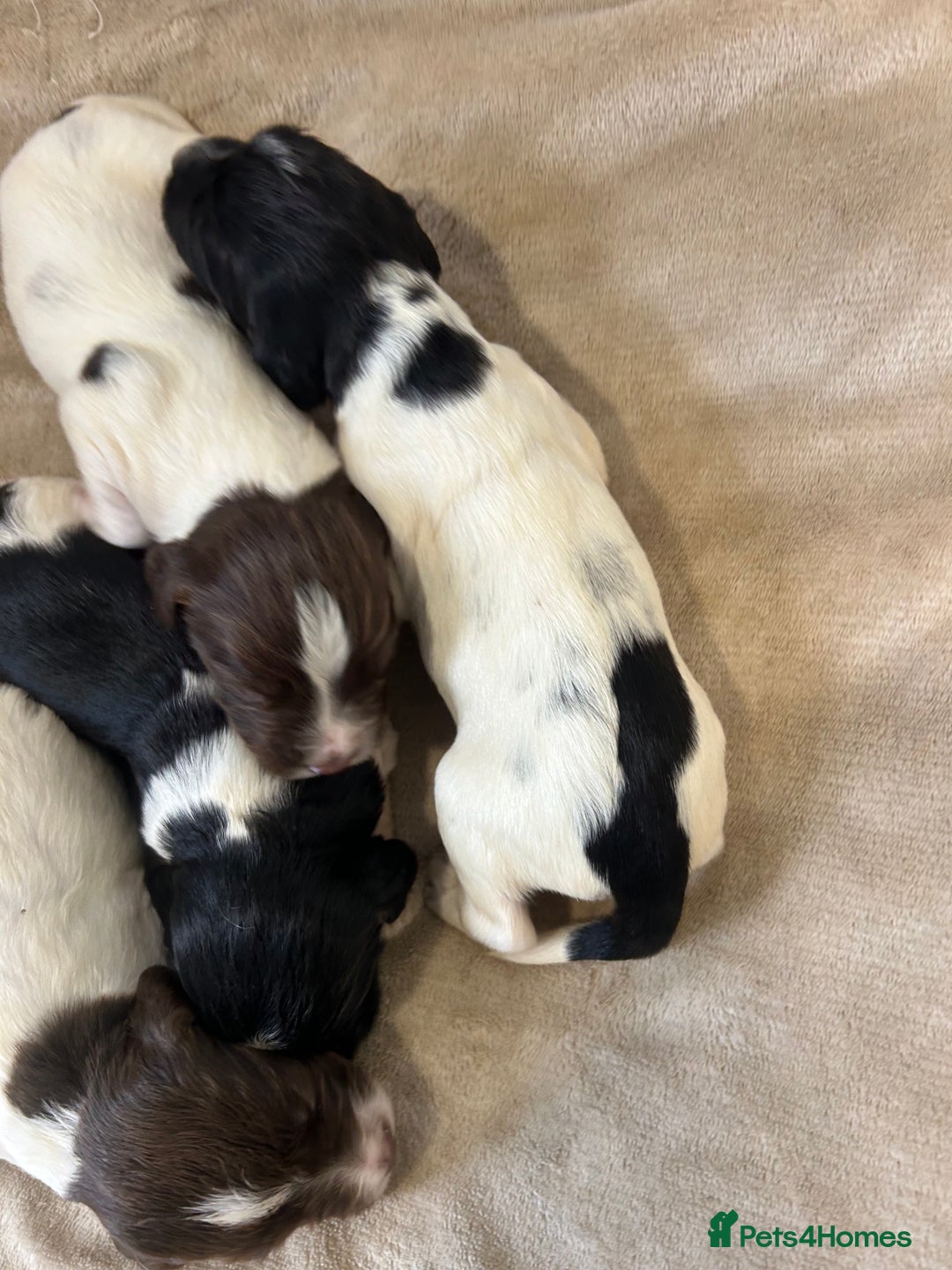 English Springer Spaniel dogs for sale: KC registered Springer spaniels puppies  - Image 37