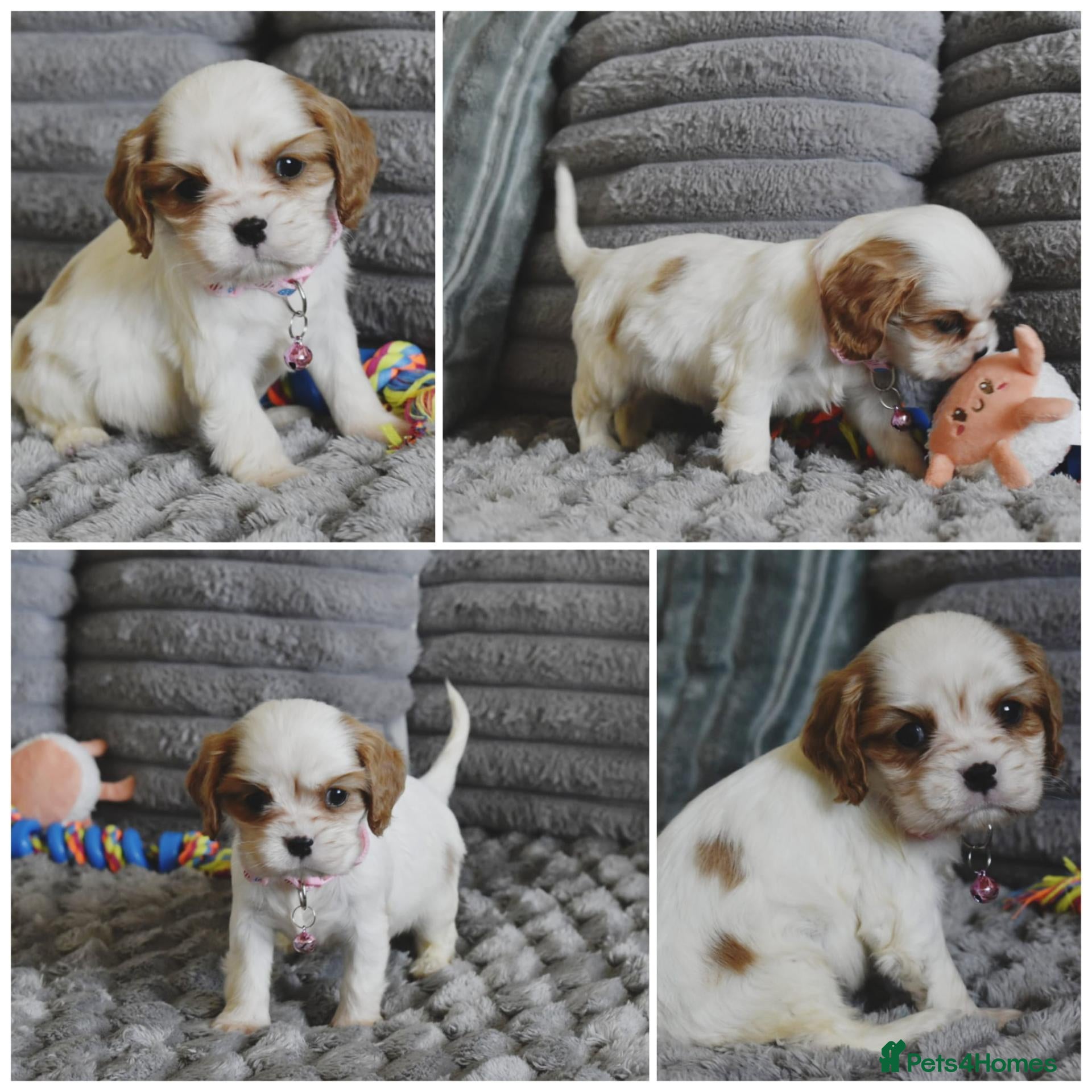 Cavalier King Charles Spaniel dogs Health Tested- Cavalier King Charles Spaniel - Advert 8
