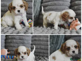 Cavalier King Charles Spaniel dogs Health Tested- Cavalier King Charles Spaniel - Advert 8