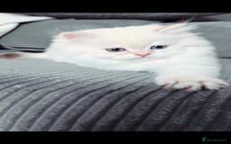 British Longhair cats for sale: ‼️🐾😍Colourpoint purebred BLH😻1 Left 🐱 - Advert 21