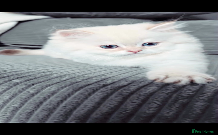 British Longhair cats - Advert 3