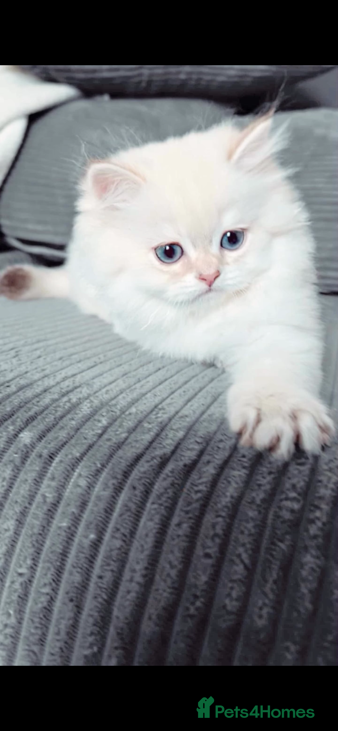 British Longhair cats for sale: ‼️🐾😍Colourpoint purebred BLH😻1 Left 🐱 - Advert 21