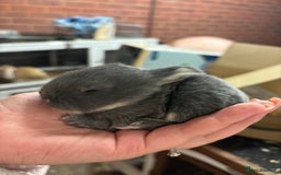 Mixed Breed rabbits for sale: Mini Lop Babies available now & 2 week old babies - Image 13