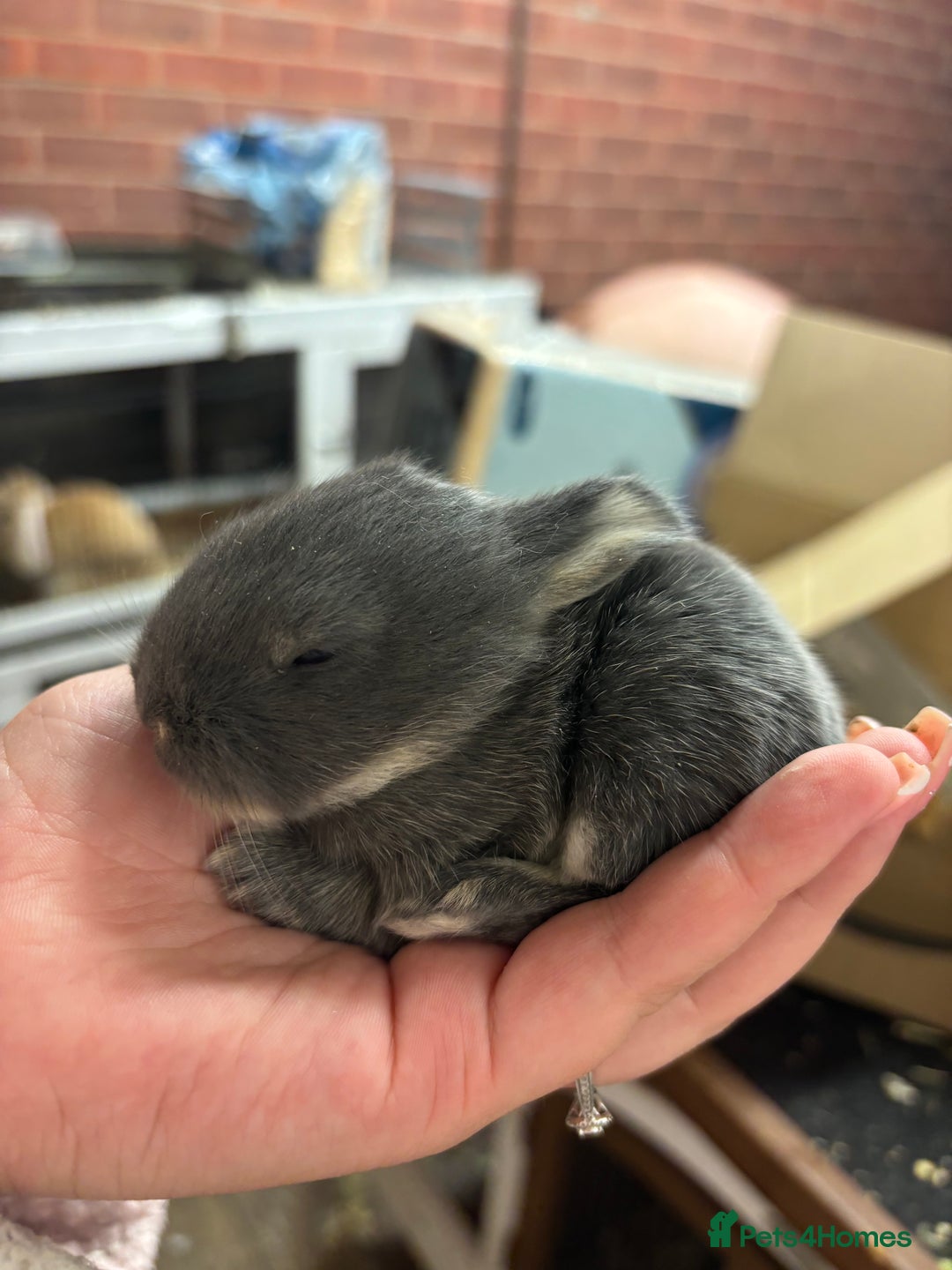 Mixed Breed rabbits for sale: Mini Lop Babies available now & 2 week old babies - Image 13