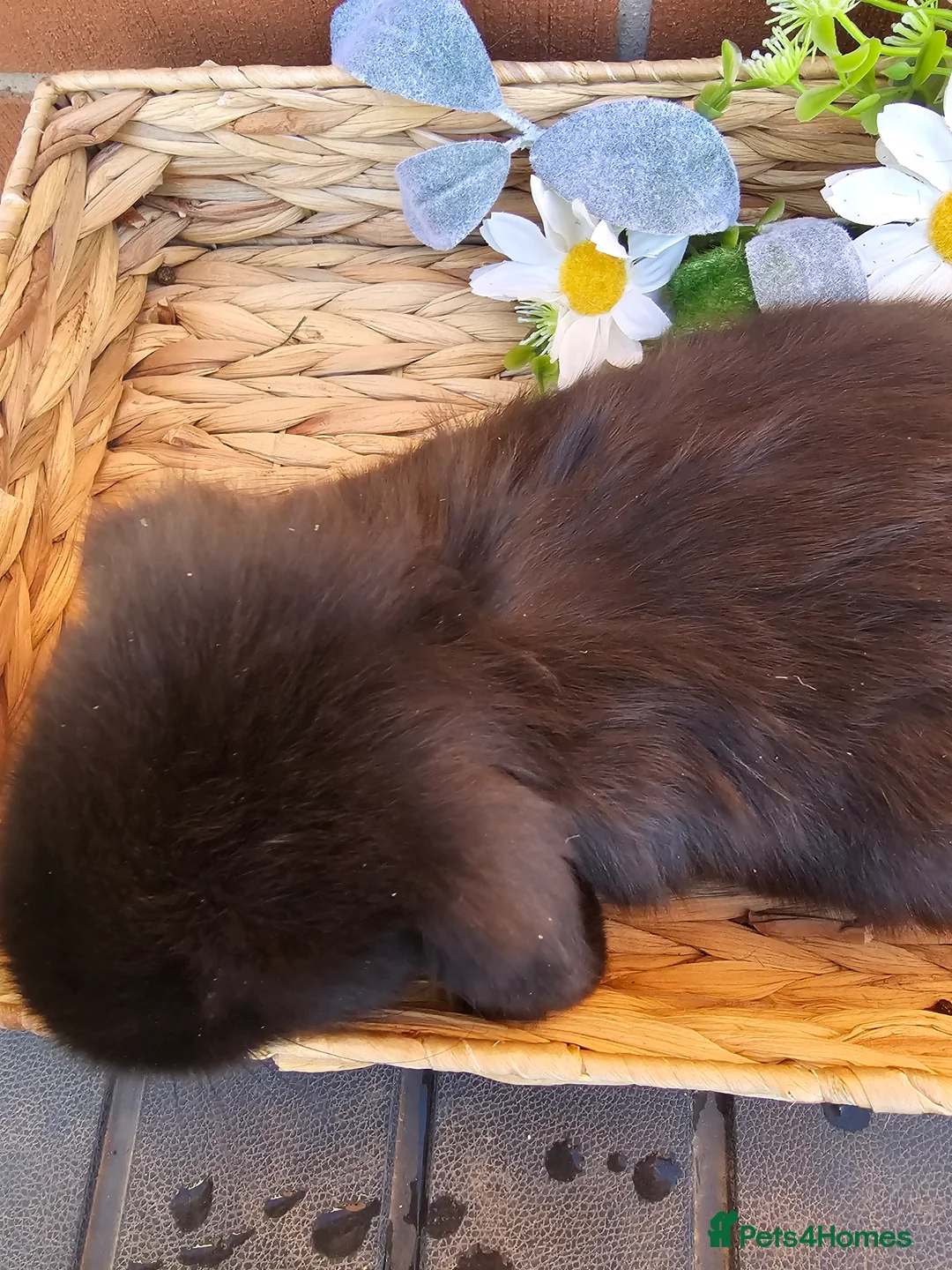 French Lop rabbits for sale: Giant French Lop Doe 6 month - Advert 8