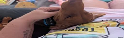 Miniature Dachshund dogs for sale: 2x miniature dachshunds - Advert 6
