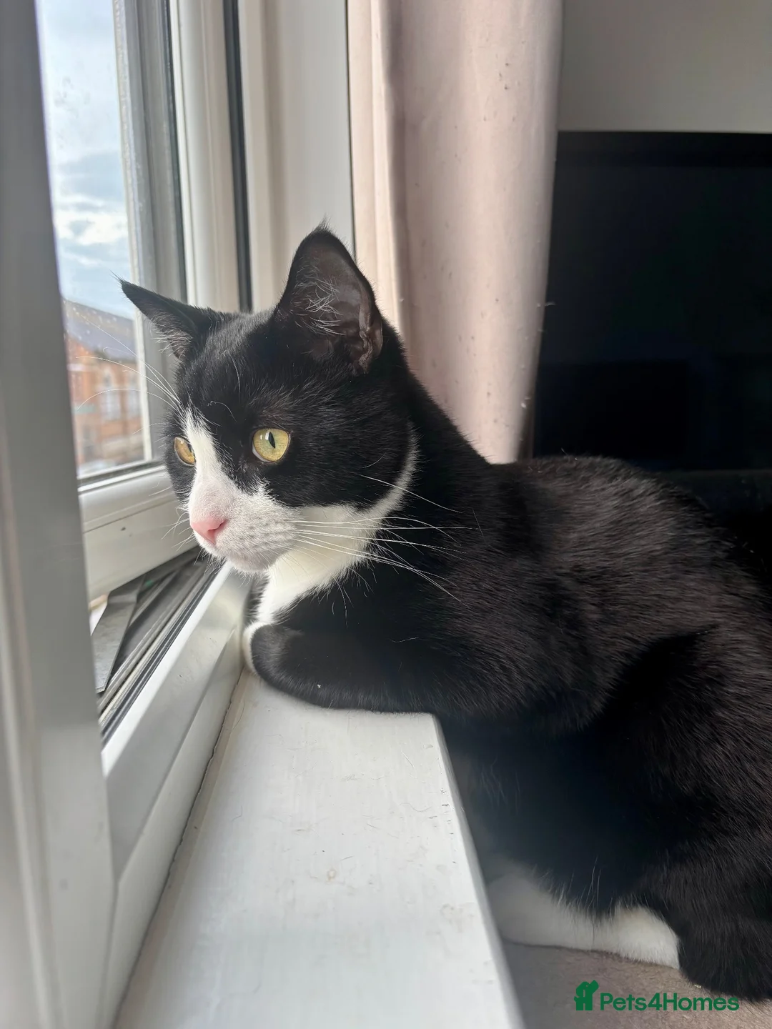 Mixed Breed cats for sale: Looking for a loving home - Advert 2