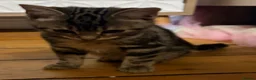 Mixed Breed cats for sale: Beautiful Tabby kitten  - Advert 5