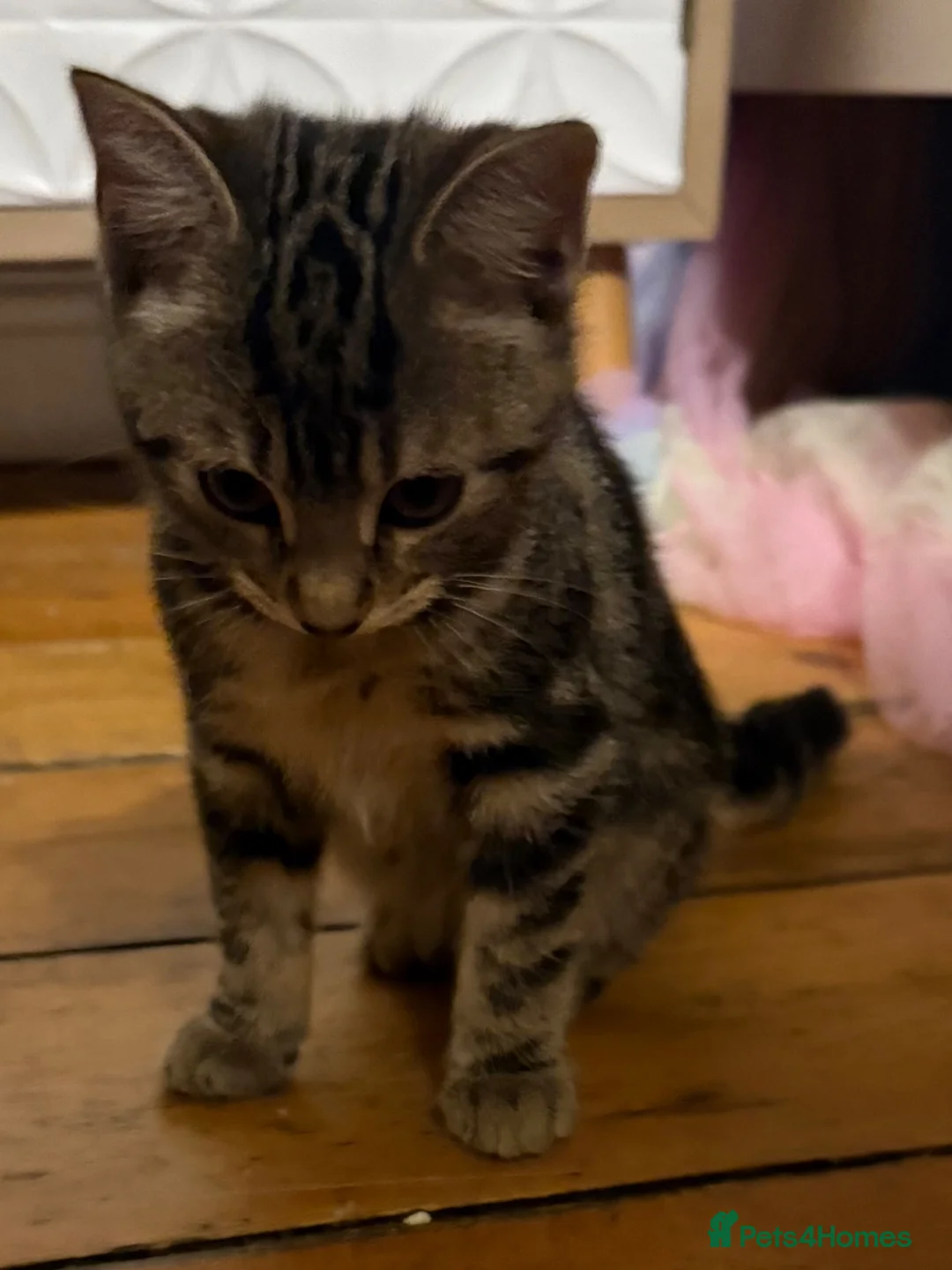 Mixed Breed cats for sale: Beautiful Tabby kitten  - Advert 5